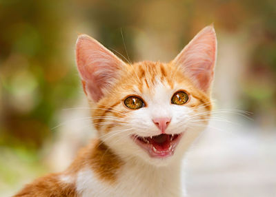 Portrait of kitten meowing