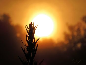 Close-up of silhouette plant against sky during sunset