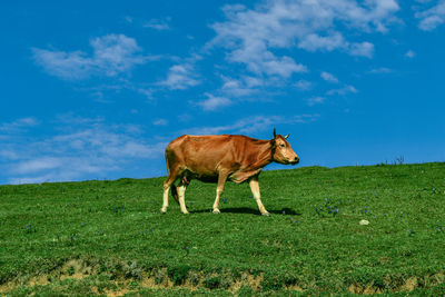 Cow on grassy field against sky