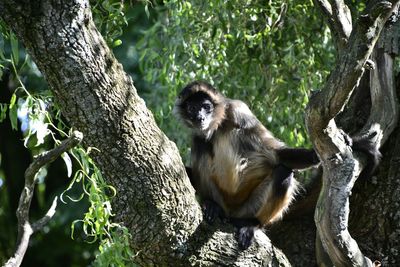 Monkey on tree trunk