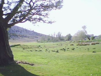 Trees on grassy field