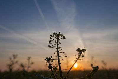 Plants growing on field against sky during sunset