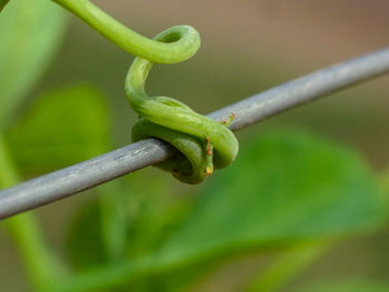 Close-up of barbed wire