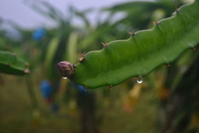 Close-up of wet plant