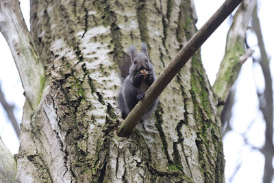 Low angle view of squirrel on tree trunk