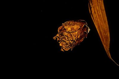 Close-up of lamp over black background