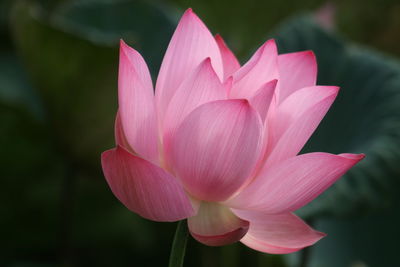 Close-up of pink lotus  in pond