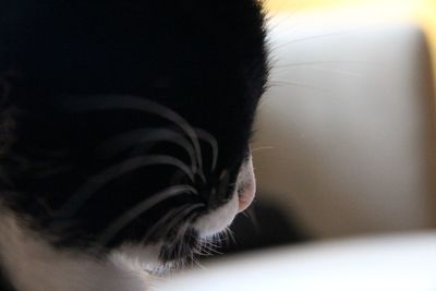 Close-up of a cat