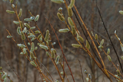 Close-up of plants on land