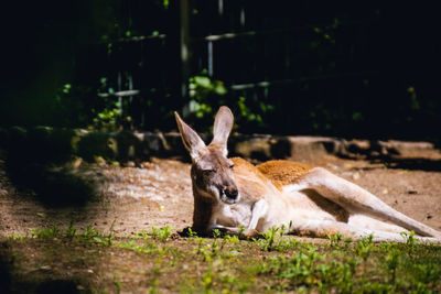 Deer resting on field