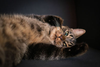 A portrait of a brown tabby domestic cat lying comfortably on its back and looking at the camera