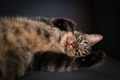 Close-up of cat resting