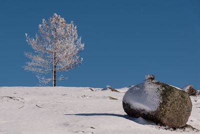 Trees on snow covered field against clear blue sky