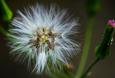 Close-up of dandelion