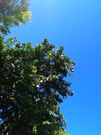 Low angle view of trees against clear blue sky