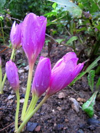 Close-up of pink crocus blooming outdoors