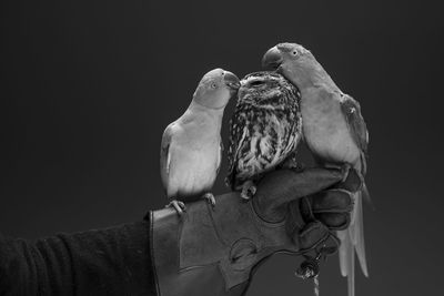 Close-up of birds perching on person hand