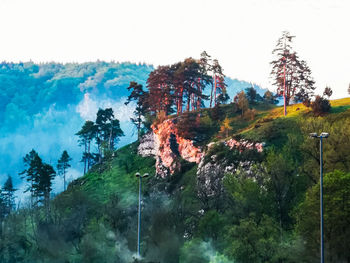 Scenic view of forest against sky