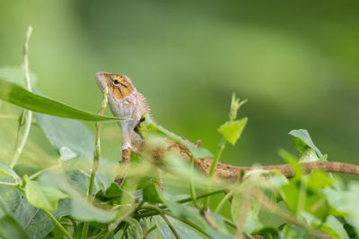 Close-up of lizard on plant