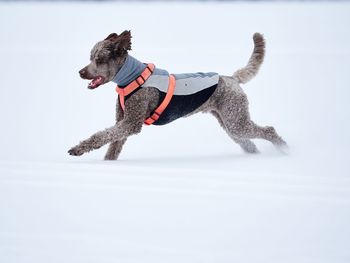 Side view of dog on snow against white background