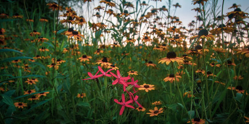 Close-up of flowering plants on field