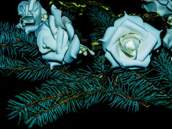 Close-up of flower tree