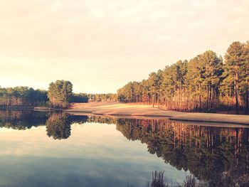 Reflection of trees in water