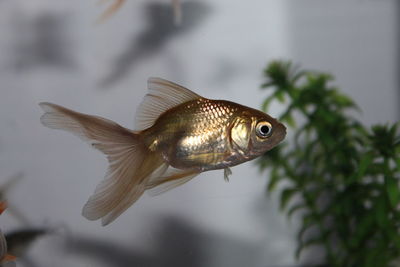 Close-up of fish swimming in aquarium