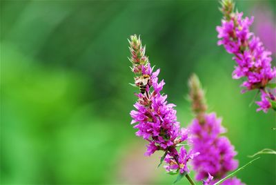 Close-up of purple lavender flowers