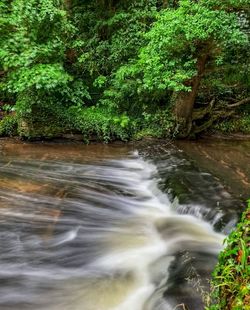 Stream flowing through rocks in forest