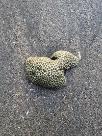 Close-up of lizard on road