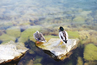 Ducks on rock in lake
