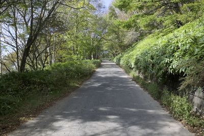 Footpath amidst trees in forest