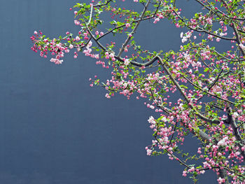 Low angle view of pink flowers