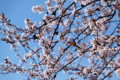 Low angle view of cherry blossoms against sky