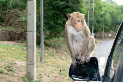 Cute crab-eating macaque monkey sits on the rear-view mirror and looking into the car.