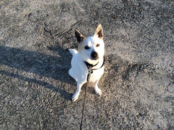 High angle portrait of dog sitting on field