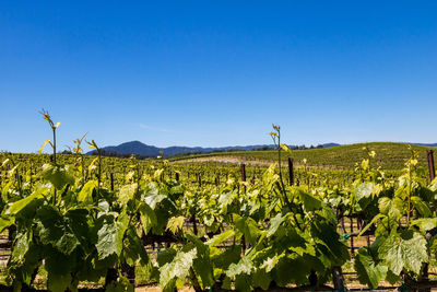 Scenic view of agricultural field against clear blue sky