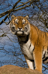 Cat in zoo