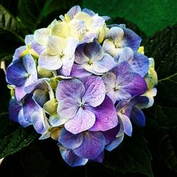 Close-up of purple flowers