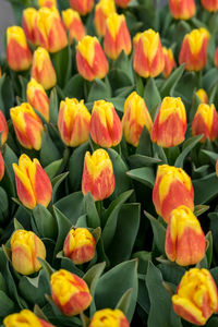 Close-up of yellow tulips