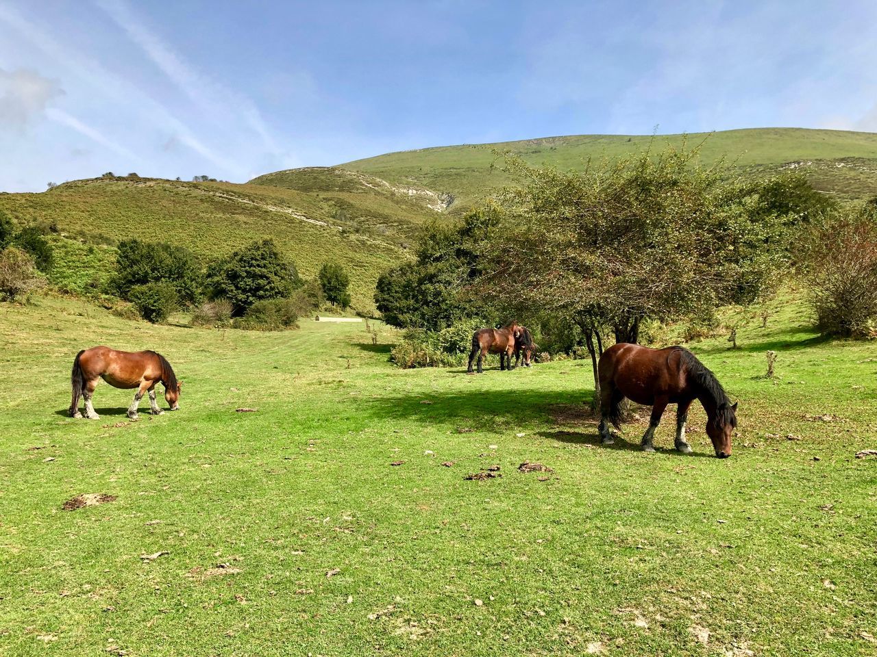 mammal, animal themes, animal, domestic animals, livestock, domestic, grass, plant, field, pets, group of animals, vertebrate, land, green color, grazing, sky, landscape, environment, no people, nature, outdoors, herbivorous