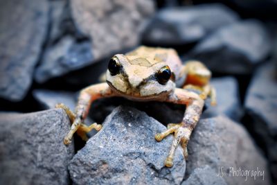 Close-up of frog on rock