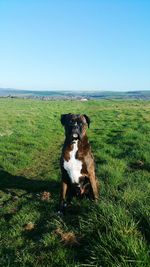 Dog standing on grassy field