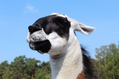 Close-up of a horse against the sky