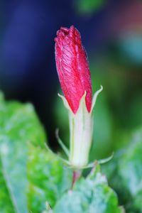 Close-up of plant