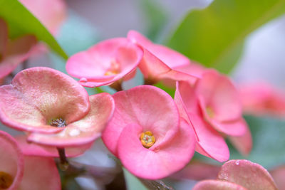 Close-up of pink flowering plant