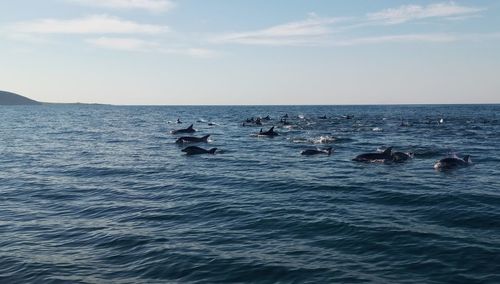 A traveling pod of  bottel nose dolphin with the coast in the back round.