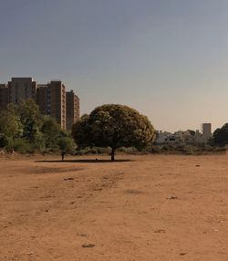 Trees on beach against clear sky