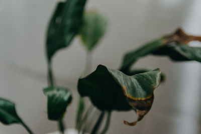 Close-up of flower plant